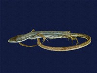Green Spotted Grass Lizard Collection Image, Figure 7, Total 8 Figures